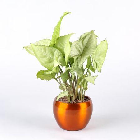 Air Purifying Syngonium Plant