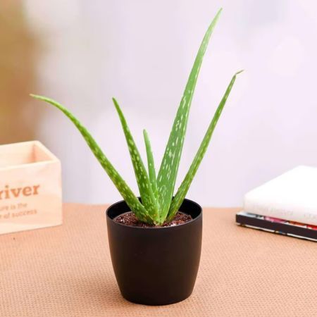 Appealing Aloe Vera Plant