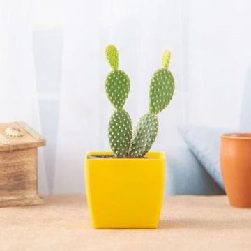 Bunny Ears Cactus Plant