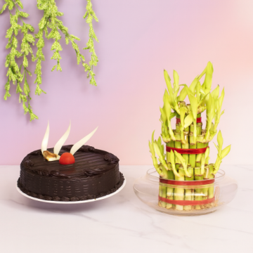 Half Kg Chocolate Cake with a Bamboo Plant