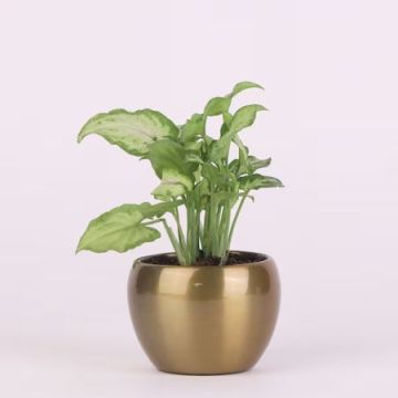 Air Purifying Plant