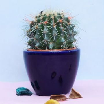 Appealing Cactus Plant