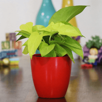 Charming Money Plant