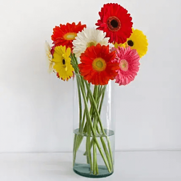 Cheerful 10 Gerberas Blossoms