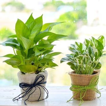 Glorious Combo of Money Plants