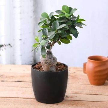 Lovely Ficus Bonsai Plant