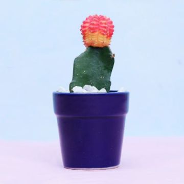 Moon Cactus Plant