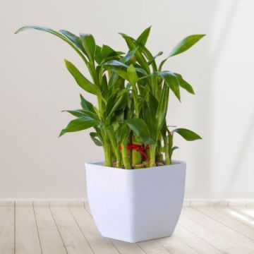 Pleasing Lucky Bamboo Plant