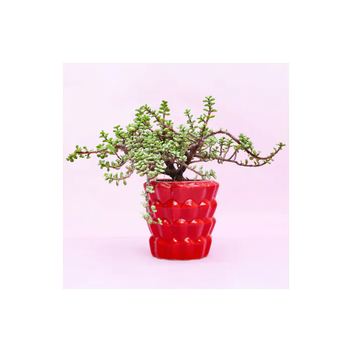 Exotic Jade Plant Exotic Jade Plant