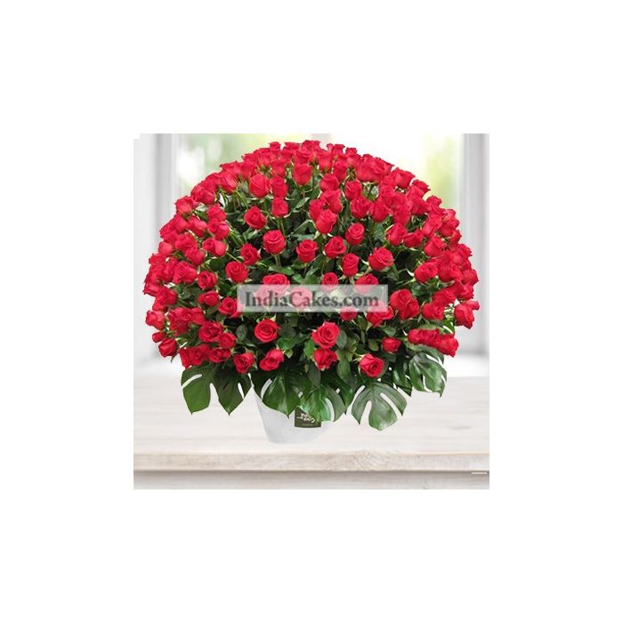 Arrangement of 150 Roses Arrangement of 150 Roses