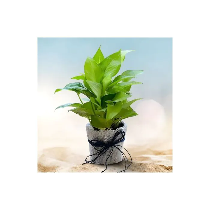 Pleasing Money Plant Pleasing Money Plant
