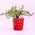 Exotic Jade Plant thumbnail