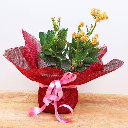 Elegant Orange Flower Plant