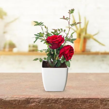Lovely Red Rose Plant