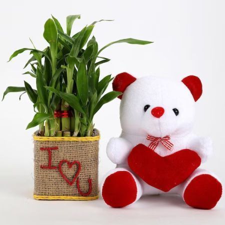 Lucky Bamboo Plant with Teddy Bear